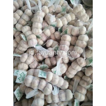 Bawang putih putih normal 5.5-6.0cm